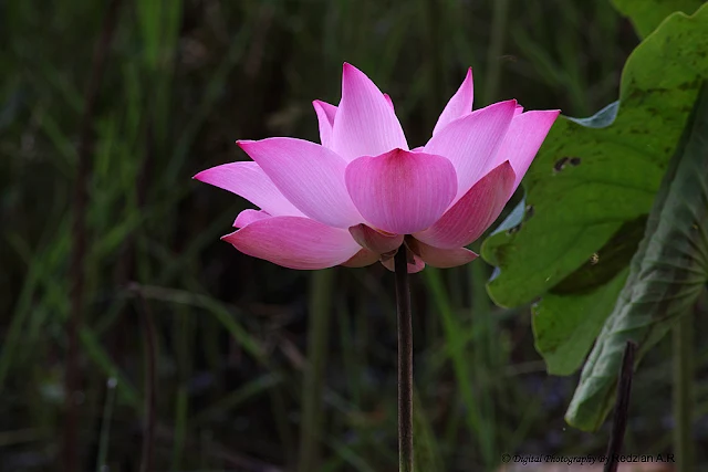 Teratai, Lotus Flowers