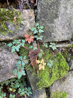 Photos of Geranium robertianum in Bergamo.