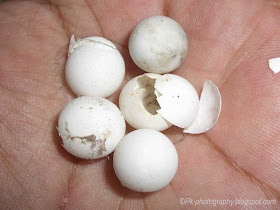 House Gecko Eggs