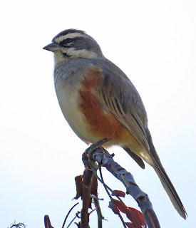 Rufous-sided Warbling-Finch