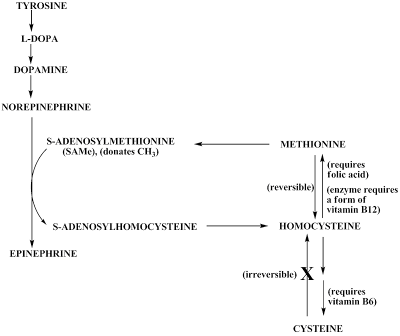 clotting pathway diagram. Clotting Pathway Diagram.