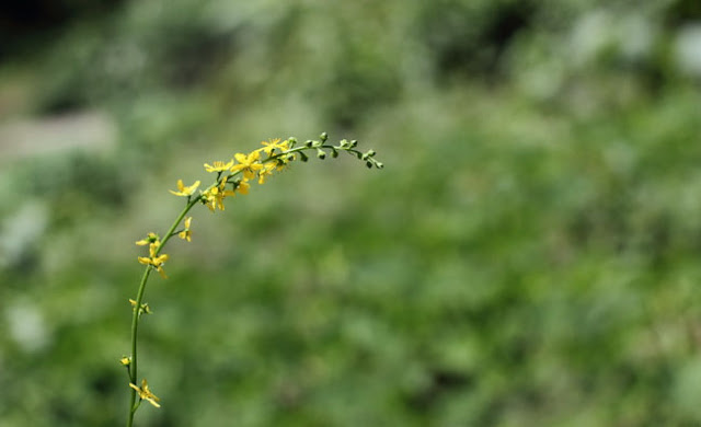 Agrimony Flowers Pictures