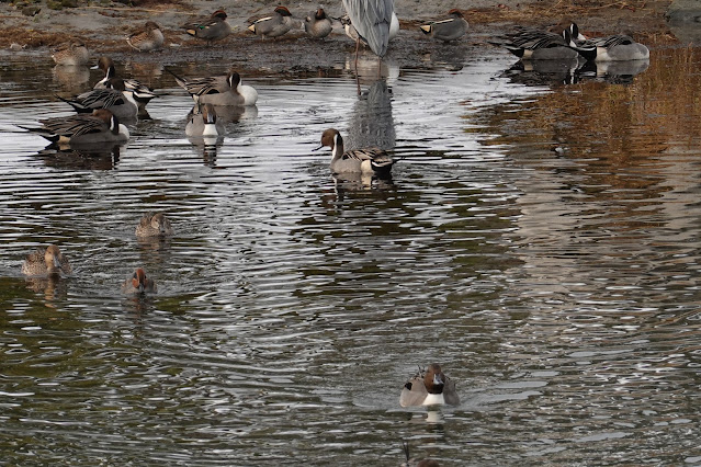 鳥取県米子市西町 湊山公園 池のマガモとアオサギ