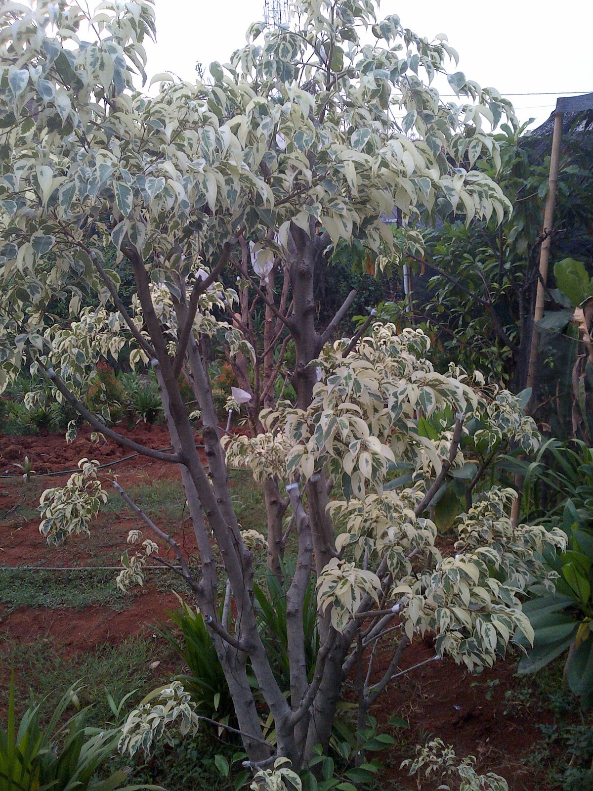 vasaflora POHON HIAS 