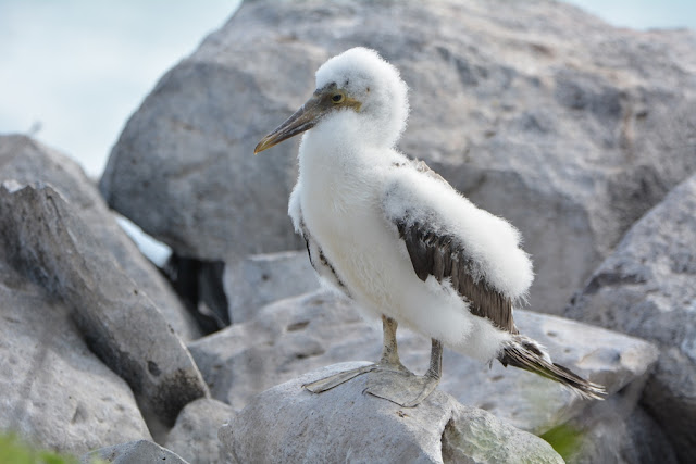 Bird spotting Punta Suarez