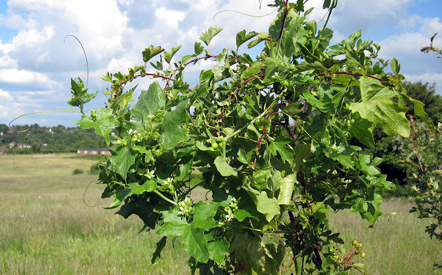 White bryony, Bryonia dioica, climbing over hawthorn near Well Wood, 11 June 2011.