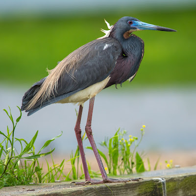 Tri-colored Heron, Anahuac NWR