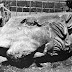 ΑΜΦΙΠΟΛΗ - ΤΟ ΜΕΓΑΛΟ ΠΛΙΑΤΣΙΚΟ ΑΠΟ ΤΟΥΣ ΑΓΓΛΟΥΣ ΤΟ 1916