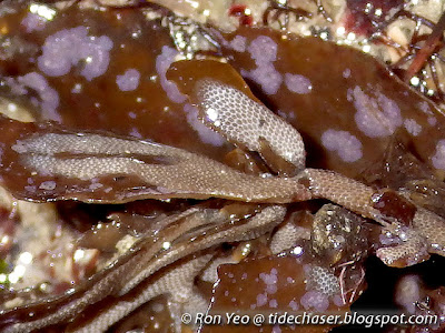 Encrusting Bryozoan (Membranipora sp.)