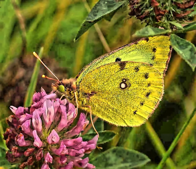 Goldene Acht, Colias hyale