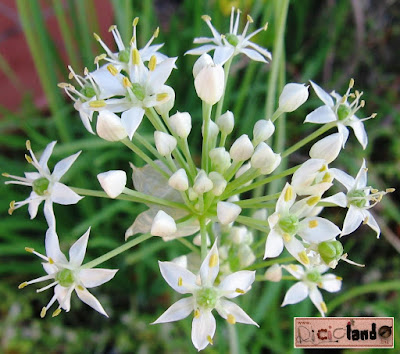 fiore Erba aglina Riciclando