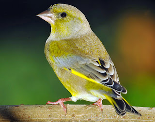 green finch