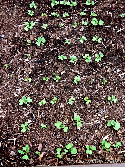 square foot gardening how to garden in a raised garden bed8