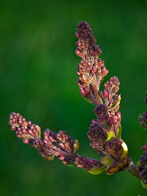 DSCF5224_hs10_lilac[1]