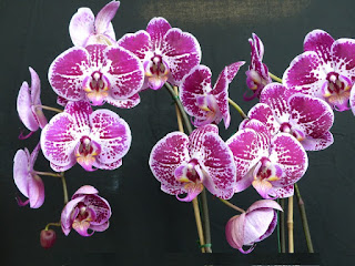 Phalaenopsis mount lip x Phalaenopsis chian xen pearl