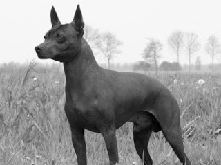 Xoloitzcuintli: The Holy Dog