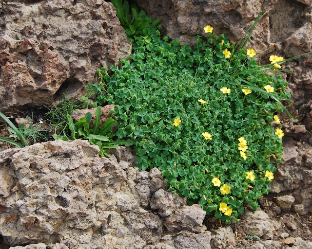 Кислица калифорнийская (Oxalis californica)