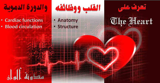 الفن والثقافة / التشريح الخارجى لقلب الإنسان