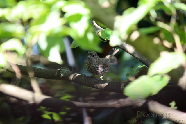 baby house finch