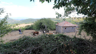 Our neighbour, his cows, and the house we bought the other day