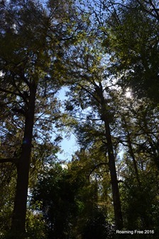 Tall trees