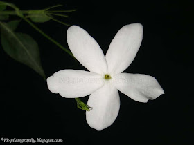 Jasminum officinale