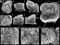 http://sciencythoughts.blogspot.co.uk/2013/09/a-new-species-of-thecideide-brachiopod.html