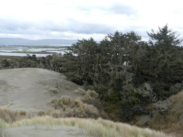 sand coming over the tops of the trees