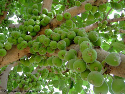 Wild Figs