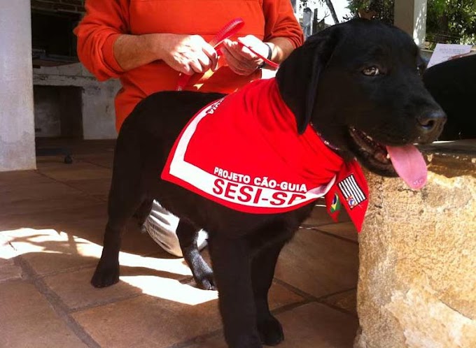 Projeto Cão Guia SESI-SP