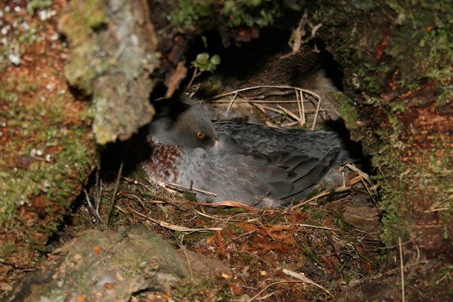 Bird Blue Nest