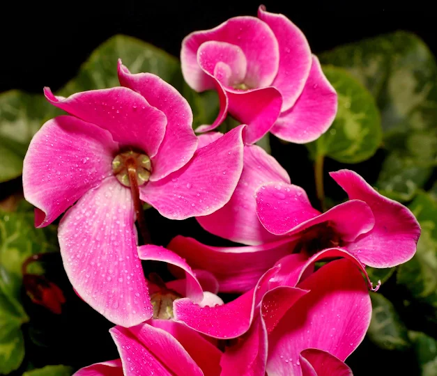 Cyclamen Flower Photo Project: With Canon EOS 70D and EF 50mm f/1.8 II Lens Photo: © Vernon Chalmers