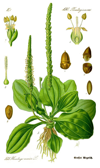 a drawing of the great plantain