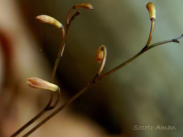 Lecanorchis suginoana