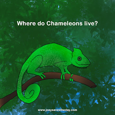 Facts about Chameleons