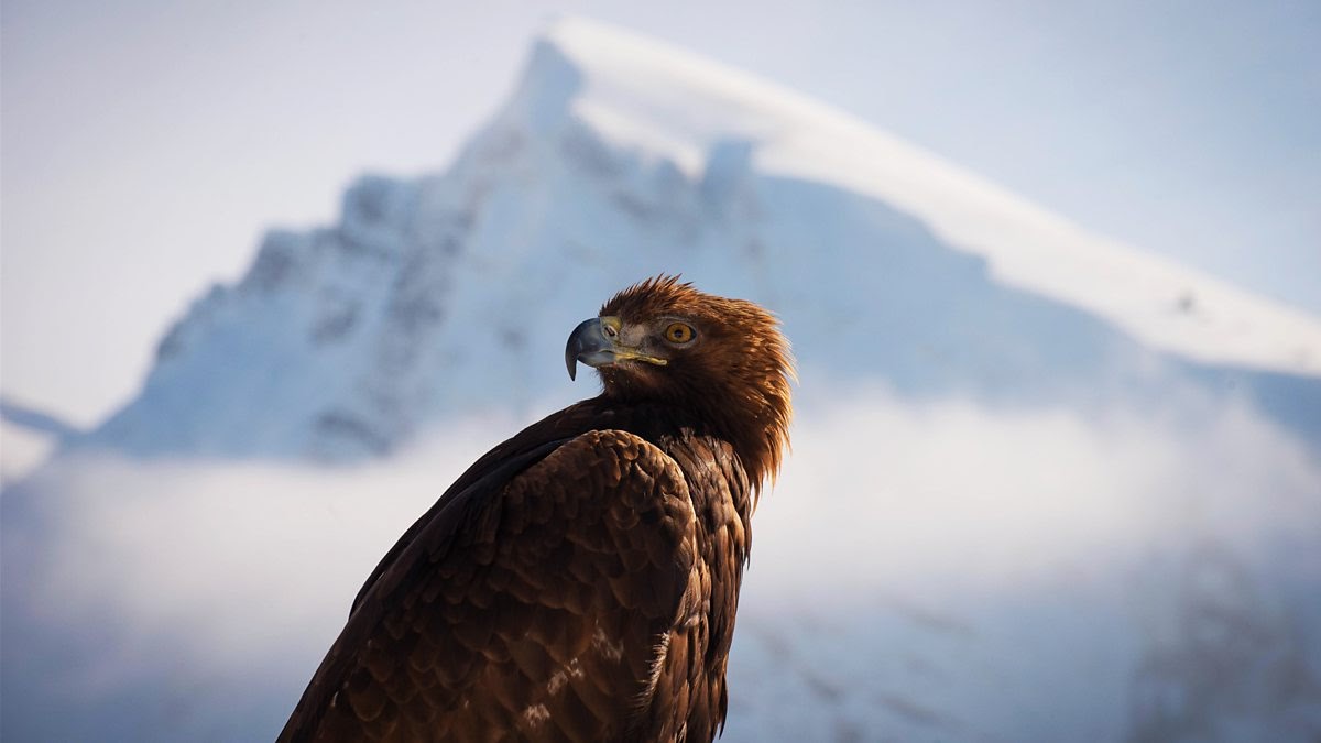 الفيلم الواثائقي كوكب الأرض الجزء الثاني Planet Earth II جميع الحلقات