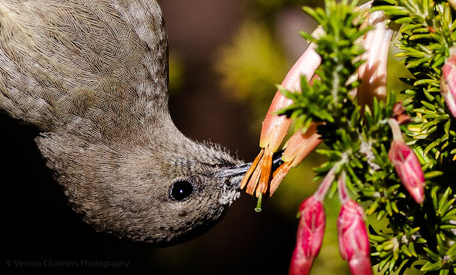 Upside Down Sunbird Kirstenbosch Photographer Vernon Chalmers