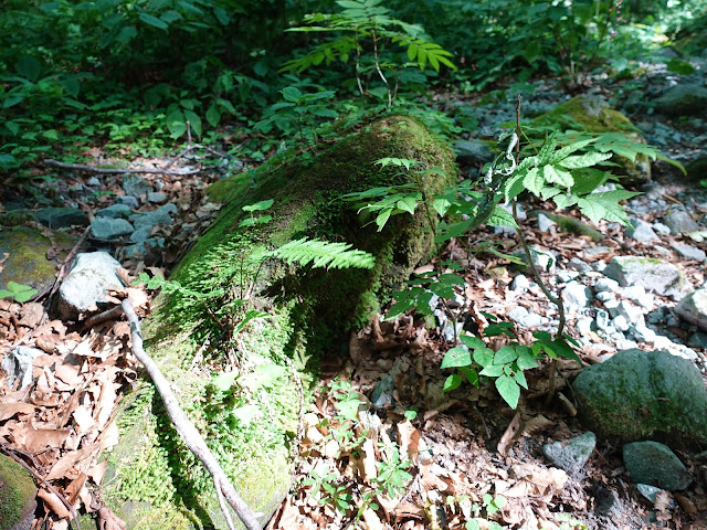 烏ヶ山登山道