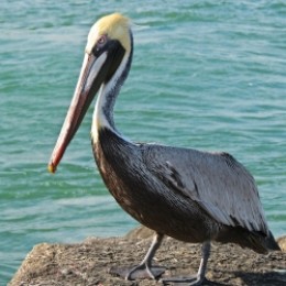 Brown Pelican photo by mbgphoto