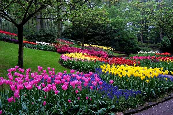  BuanaTRI Taman Bunga Tulip Keukenhof