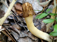 Exemplar de múrgola, rabassola o morilla vist arran del camí