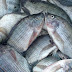 KKP Catat Produksi Ikan Air Tawar