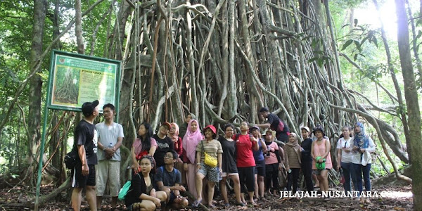 jungle trekking wisata taman nasional ujung kulon banten