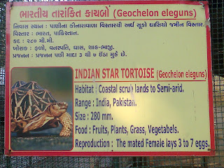 indian star tortoise information