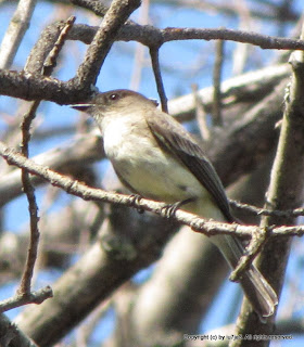 Eastern Phoebe