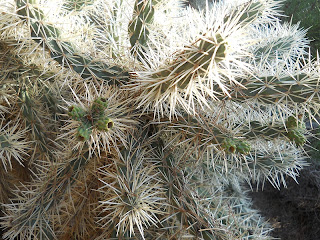 espinas del cactus Cylindropuntia tunicata