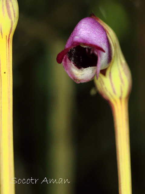 Aeginetia indica