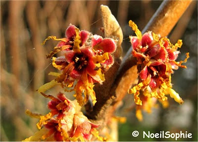 Fleurs d'hamamélis