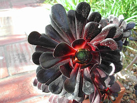 aeonium arboreum atropurpureum