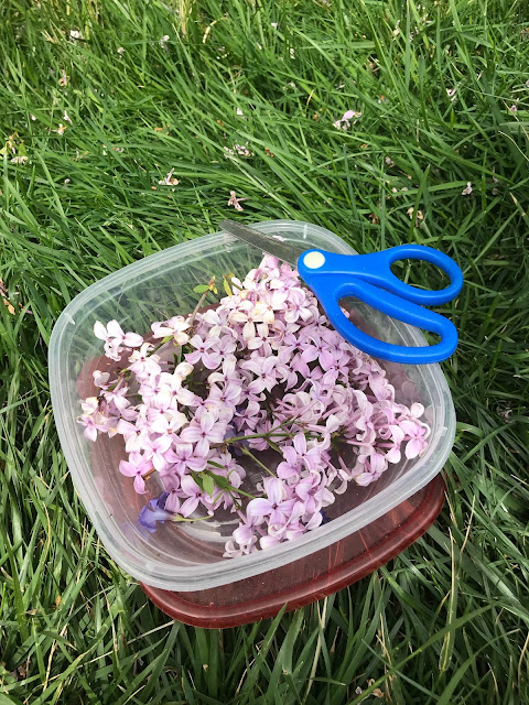 cut flowers, cutting flowers, uses for plastic food containers, lilacs, lilac flowers, pressed flowers, how to press flowers, pressed flower crafts, nature, blah to TADA